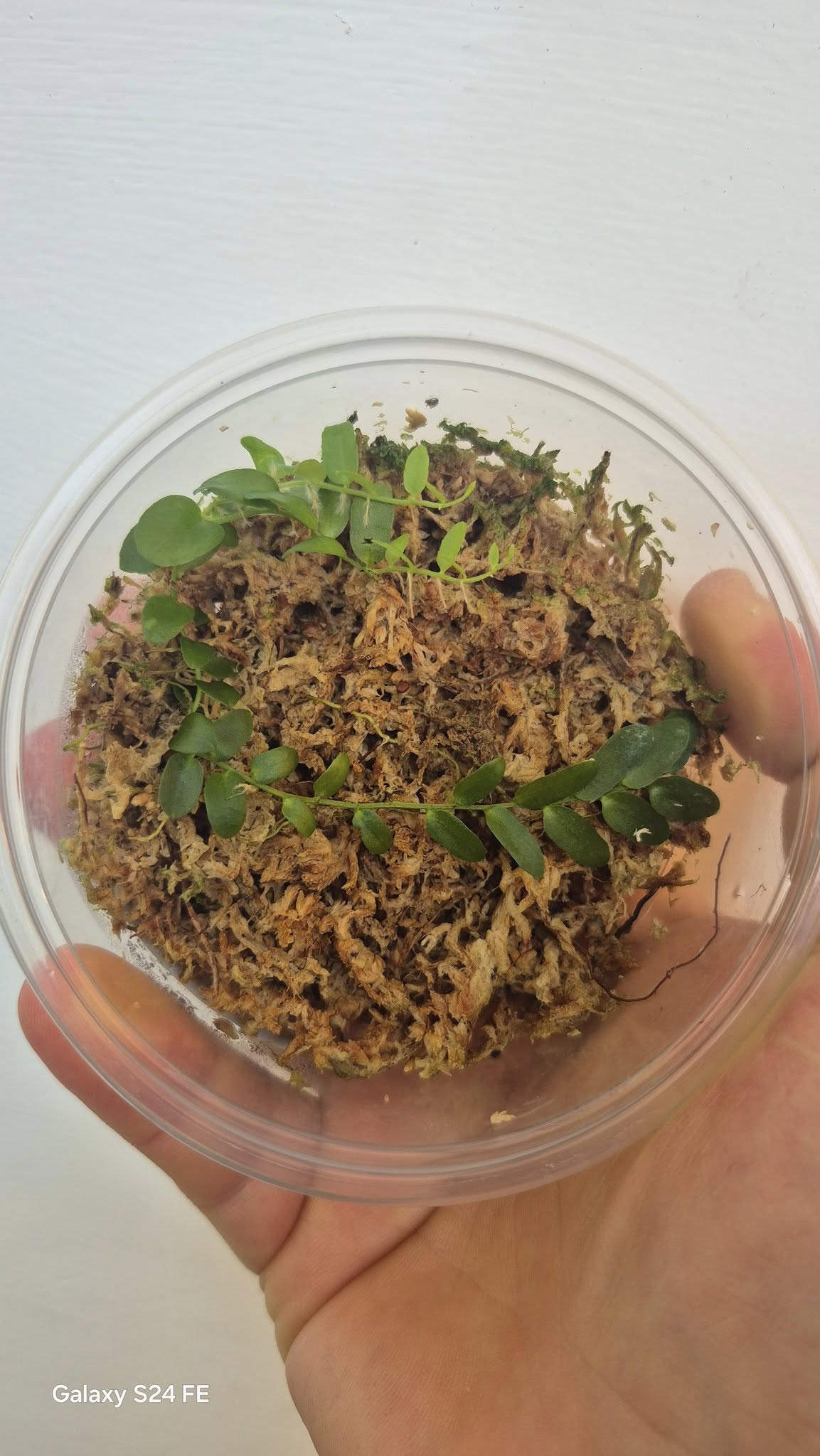 Marcgravia sp. Narrow